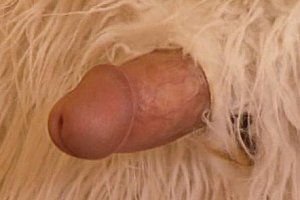 少妇bbw性爱视频